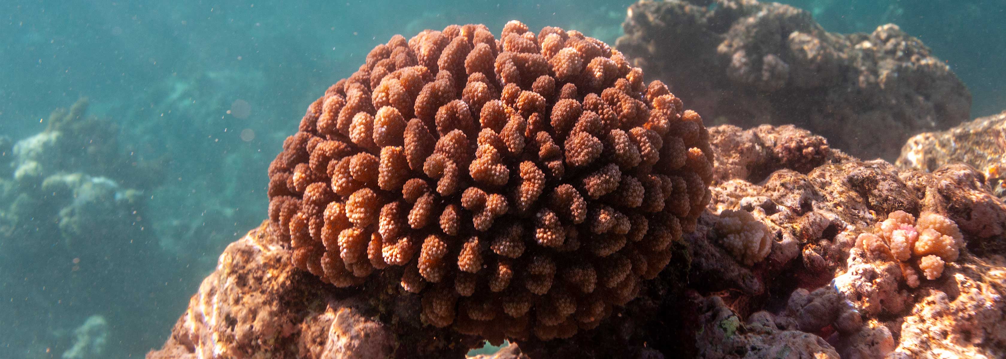 coral reef at Mo'orea