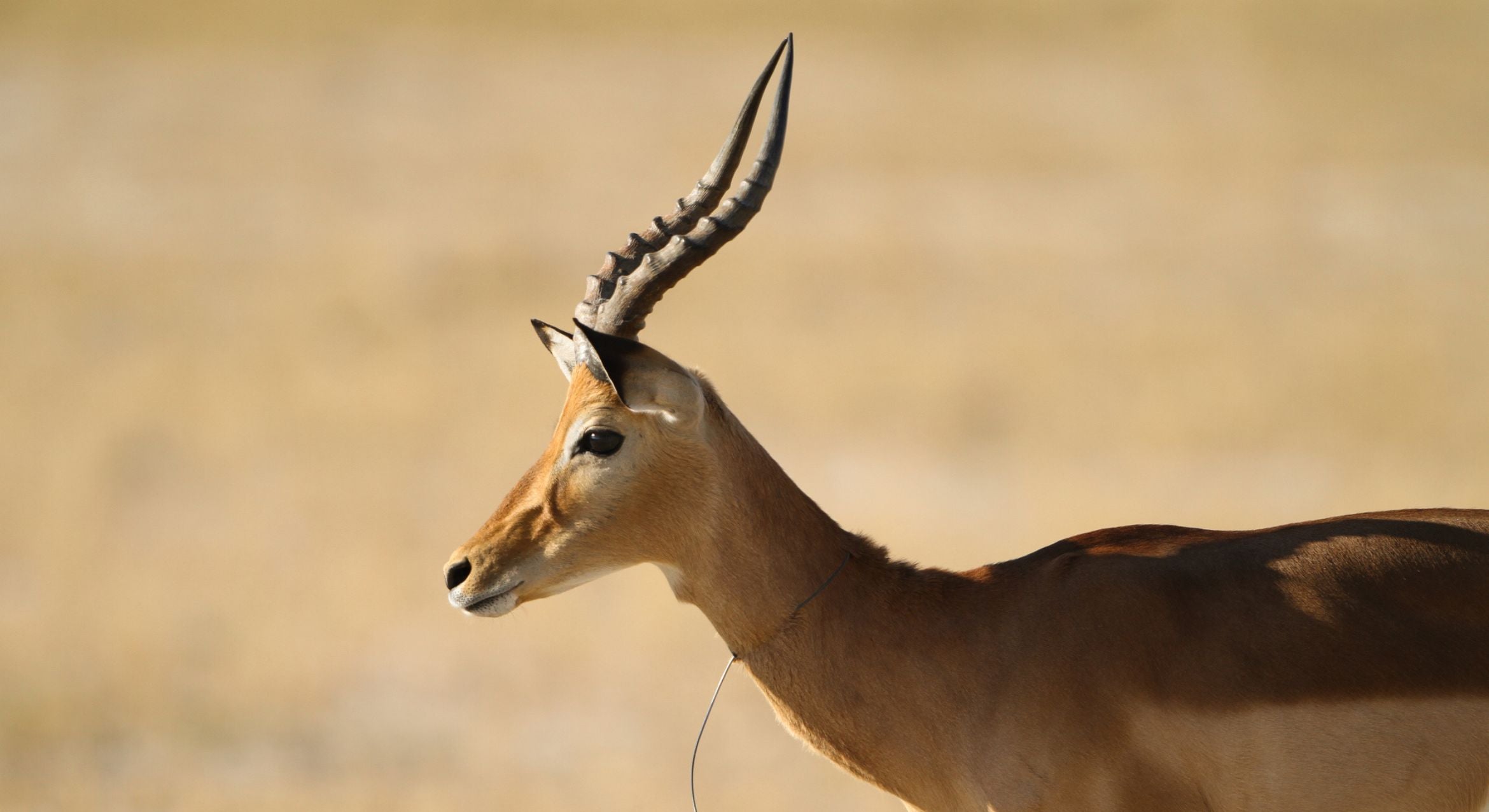 Researchers map Africa’s snaring crisis, calling for sustainable solutions