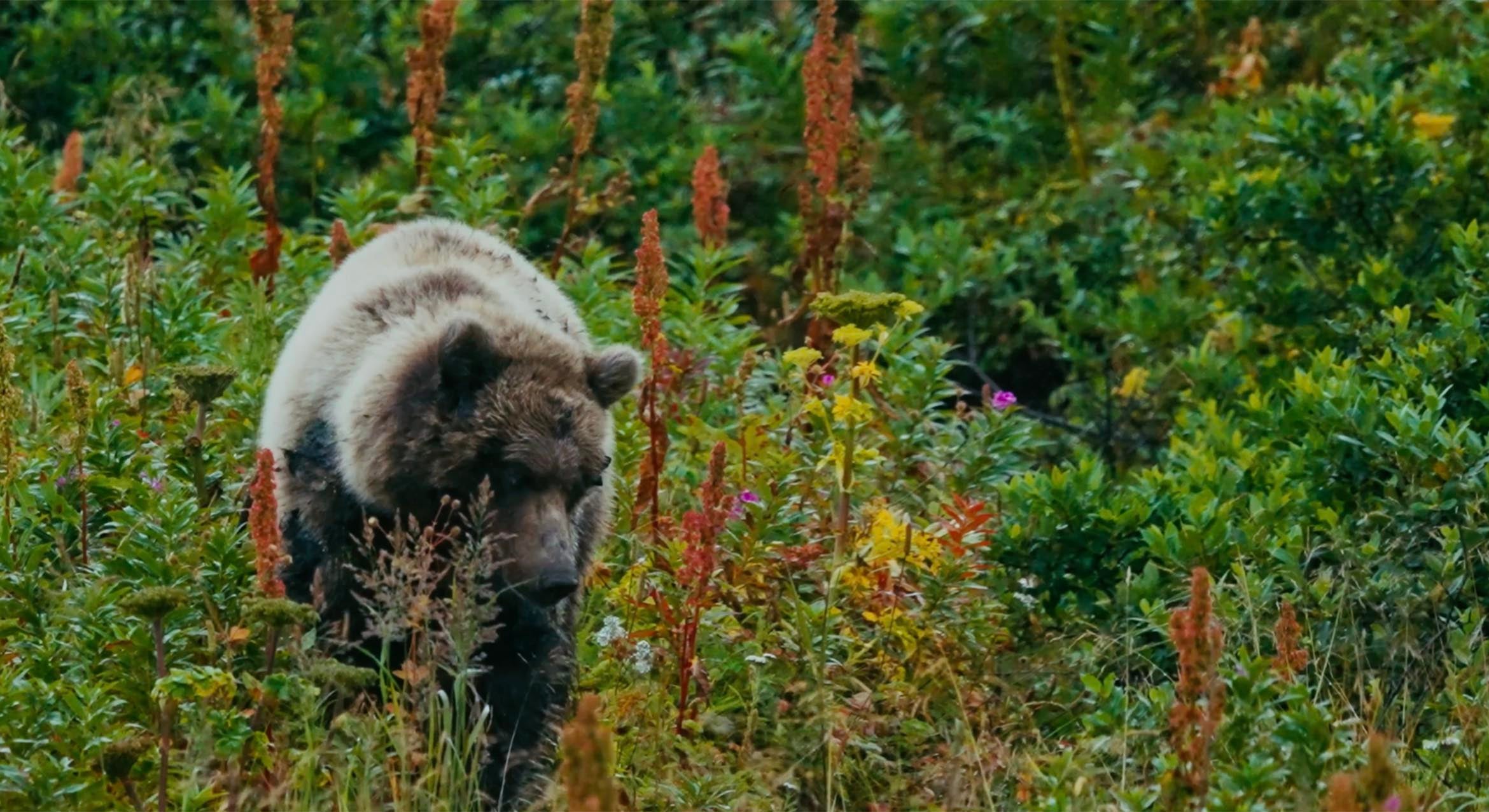 UCSB student documentary on California grizzlies to screen at SBIFF
