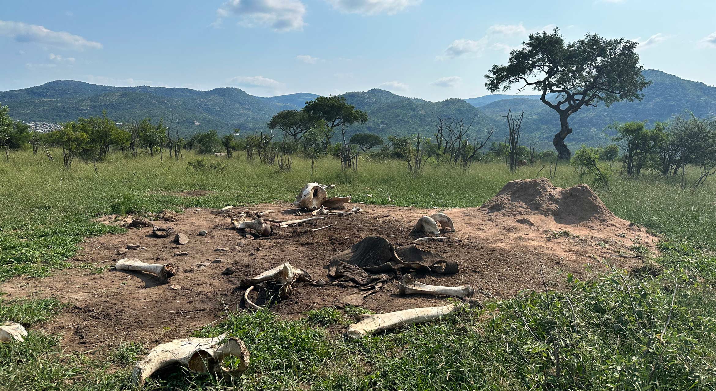 Photograph accompanying Soil at fresh elephant carcasses in Kruger holds up to 3,000 times more nitrogen