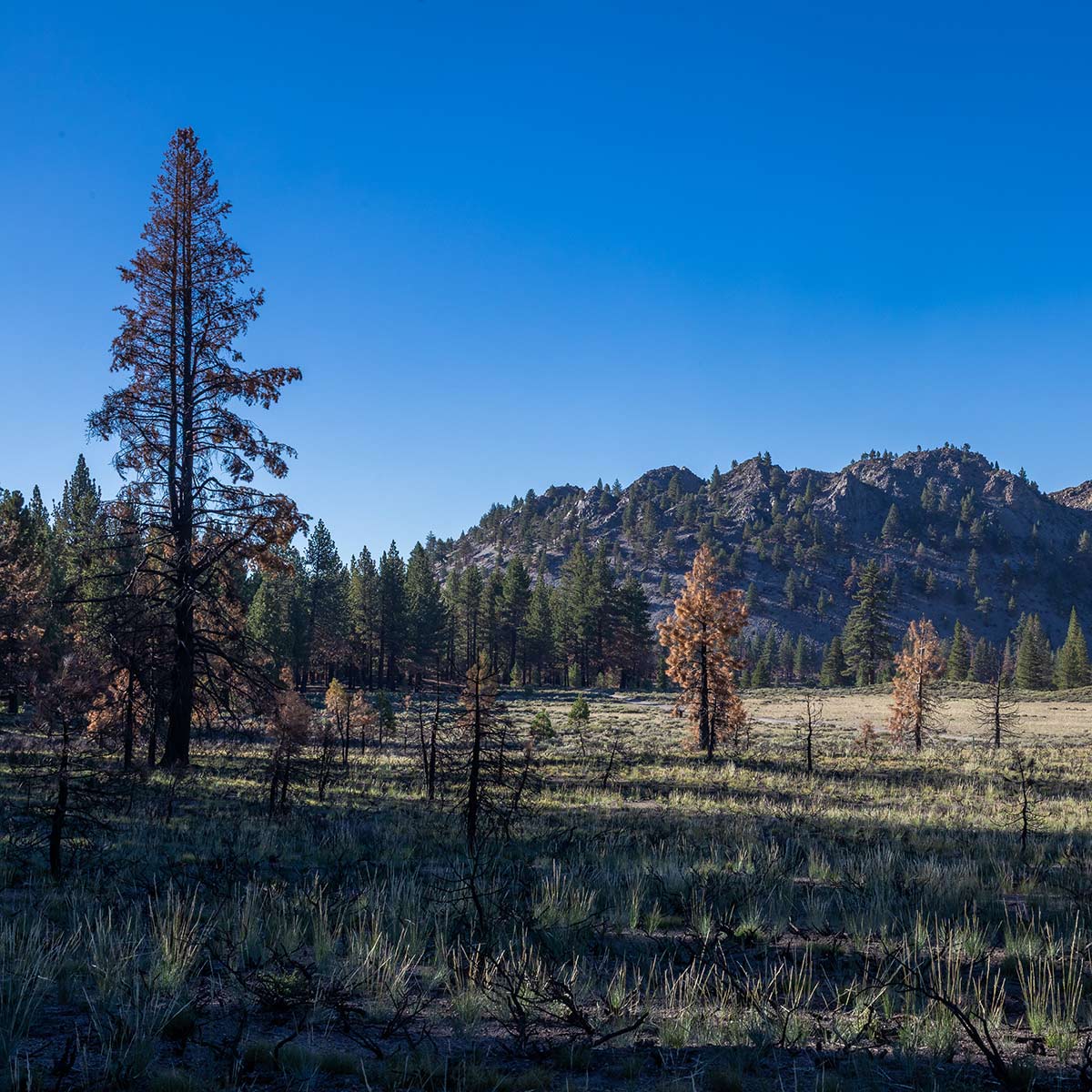 Montane forest