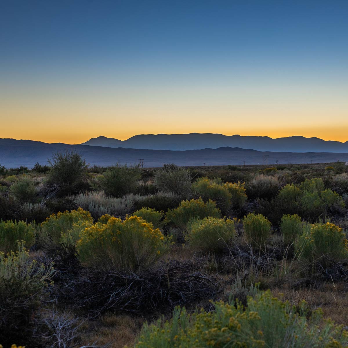 Sagebrush at sunrise