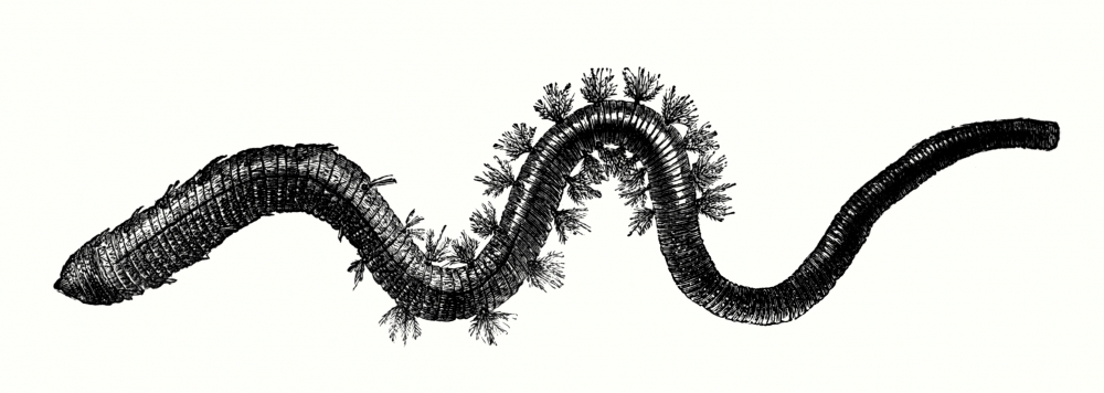 Lugworm illustration