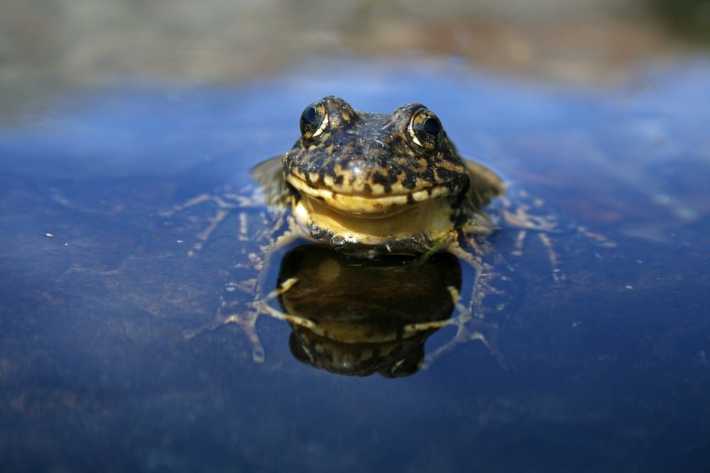 Eek! #toad #frog #things on my #b of #hdr #bugs #urban #na…