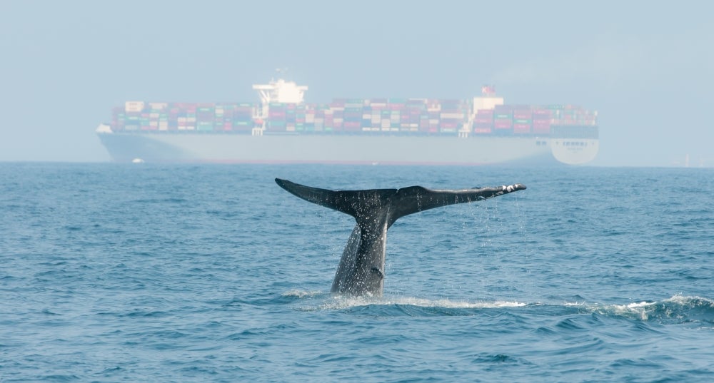 Blue whale near a cargo ship