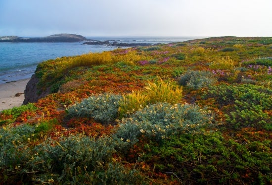 Santa Cruz Island