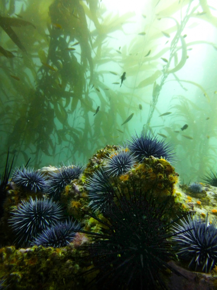 About a dozen purple urchins crawl around on the reef as fish and giant kelp fronds drift in the sunlight above.