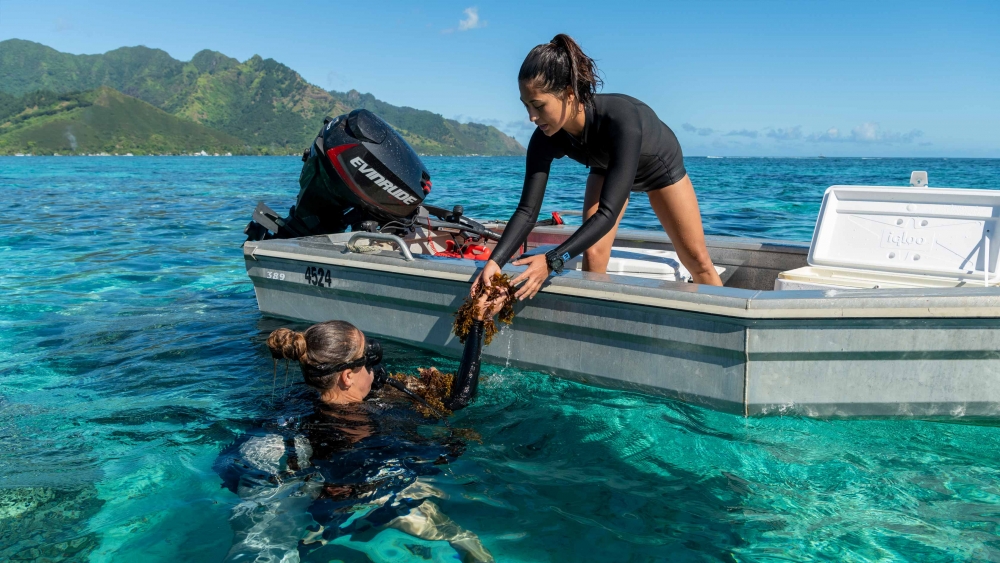 Coral Reef Research in Paradise | The Current