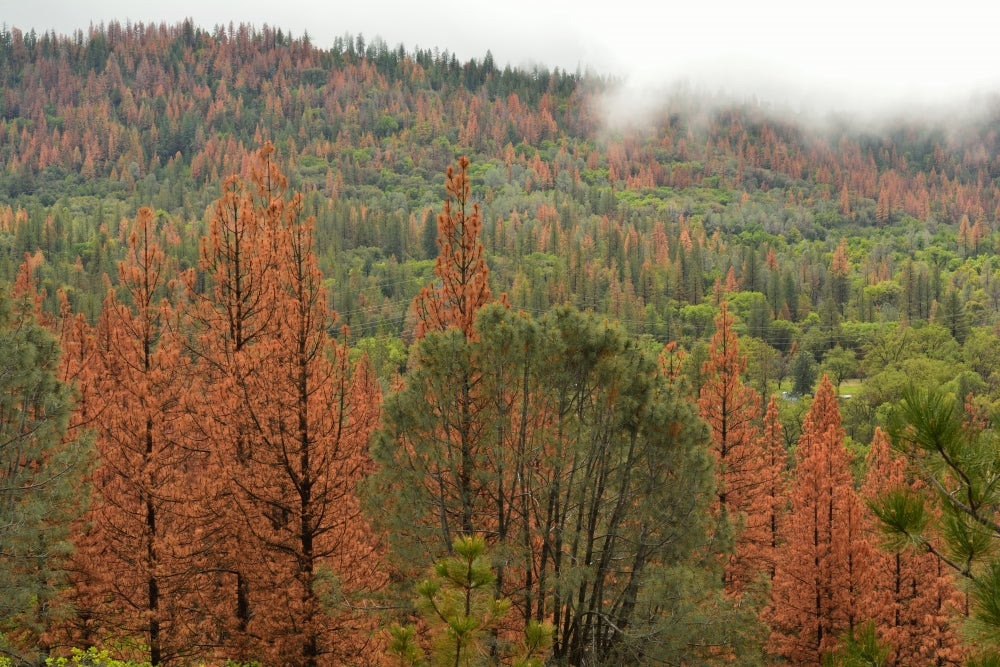 pine forest drought