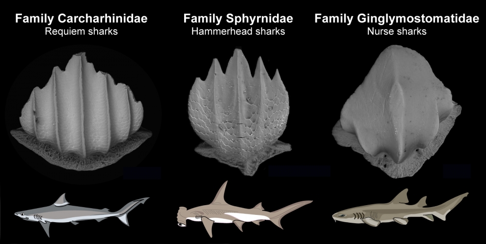 Three types of scales and the shark groups they correspond to