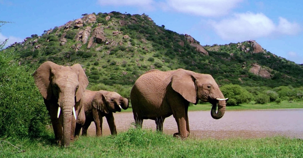 Elephants at a watering hole at Mpala Research Centre in Laikipia County, Kenya
