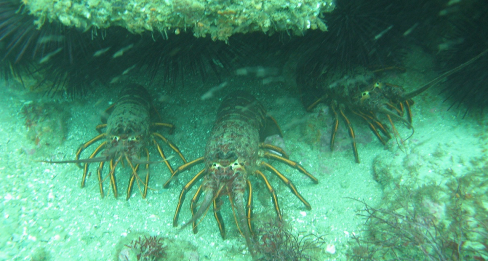 Three California spiny lobster beneath an underwater crevice.