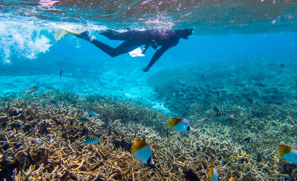 A variety of reef fishes swim among the staghorn coral in Mo’orea, French Polynesia as a researcher swims overhead.