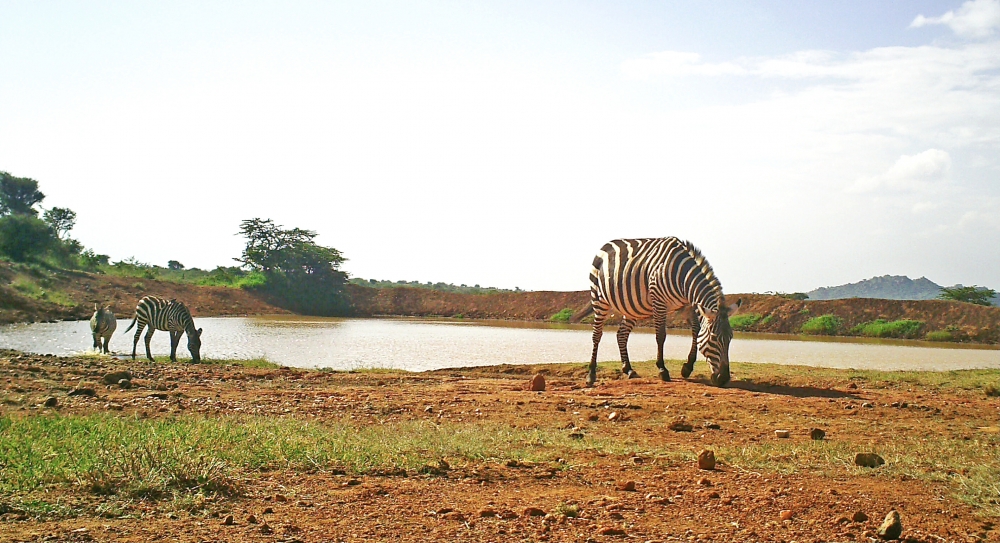 Plains zebras nibble at some grass near a watering hole at Mpala