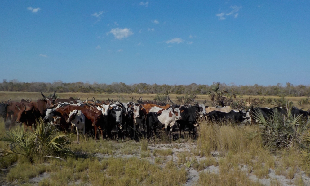 A herd of zebu cattle in coastal southwest Madagascar