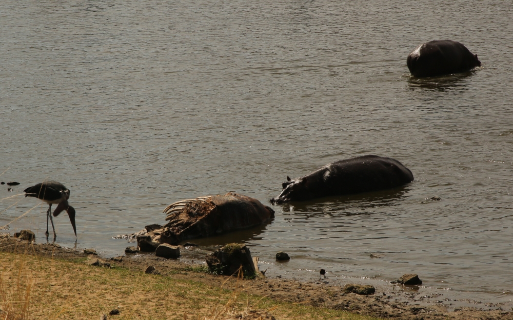 A stork and two hippos wade in the water near a carcass.