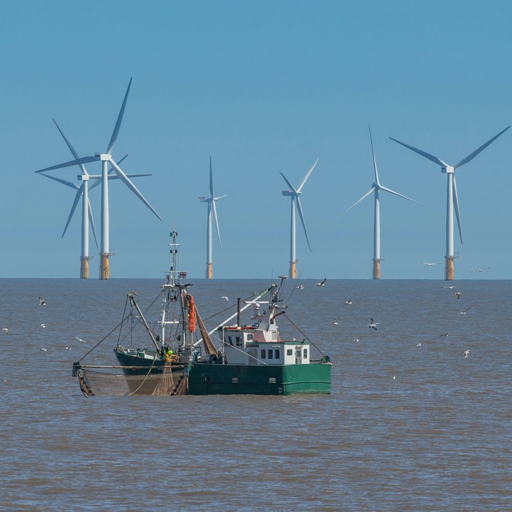 As the US begins to build offshore wind farms, scientists say many  questions remain about impacts on the oceans and marine life