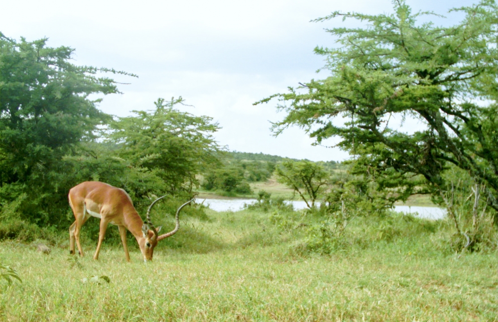 An impala gazes on grass near some trees by a watering hole at Mpala