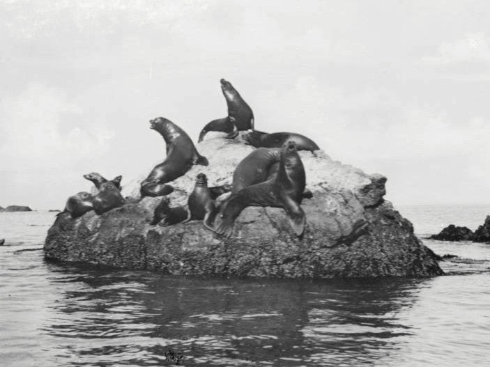 1949 Buchanan Sea Lions