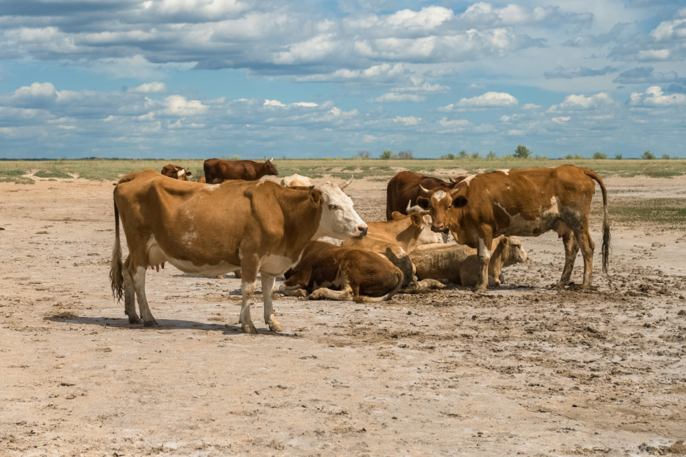 Modern red cows on the Russian steppe, onetime home of the Yamnaya