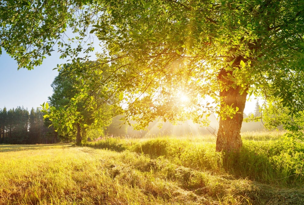 Sunlight On Trees