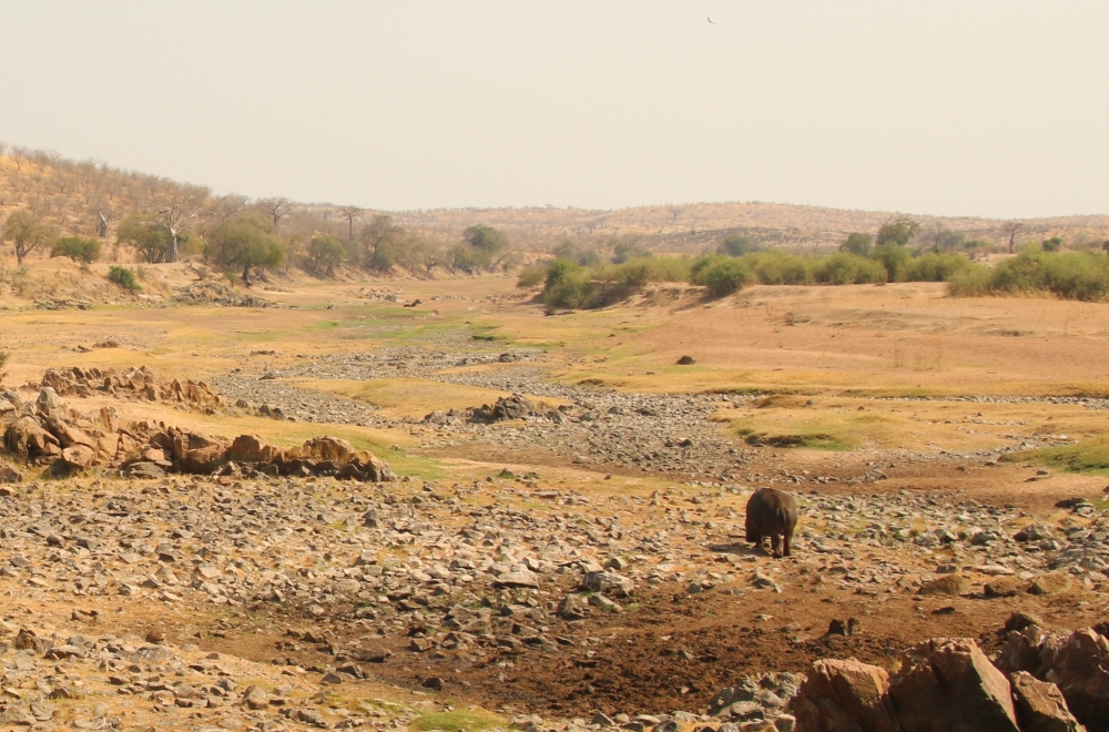 A lone hippo wanders along a dry riverbed.