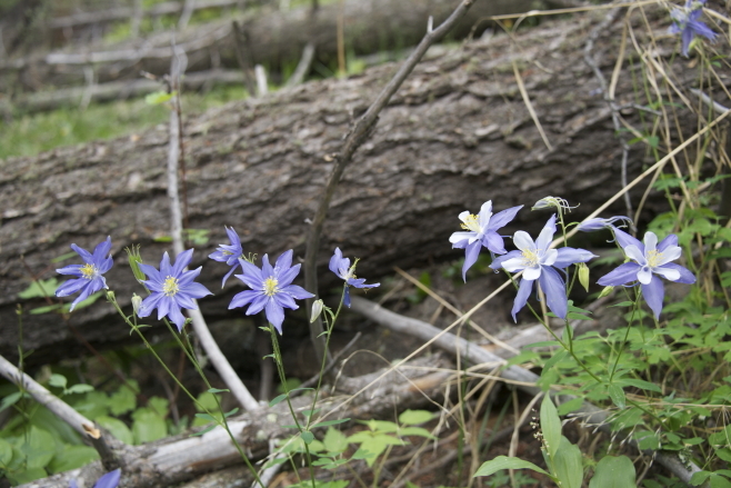 Mutant and wild-type Colorado blue columbines growing together in the wild