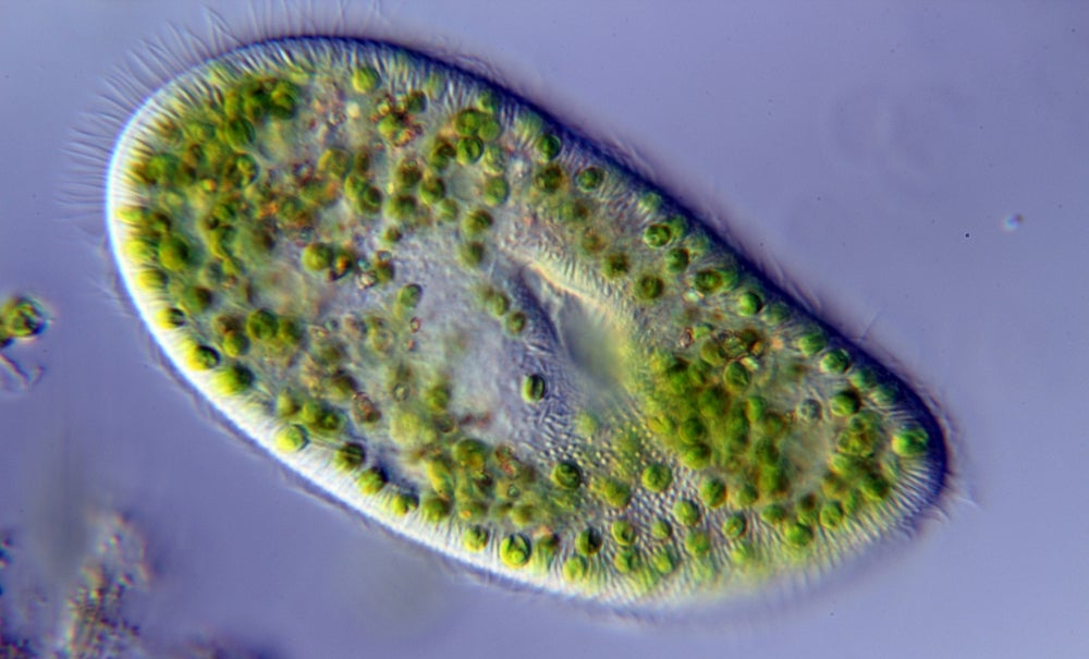 Paramecium bursaria