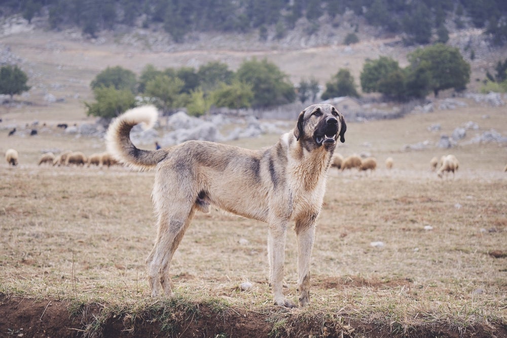 A Bigger Good Boy | The Current