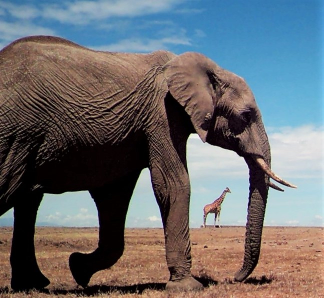 An African elephant and reticulated giraffe