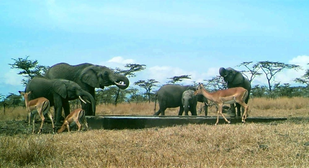 Elephants and impalas drink from a basin