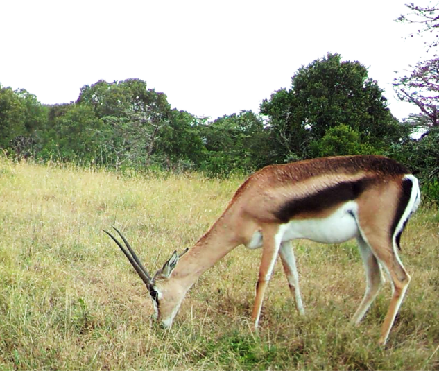 A grazing Grant's gazelle