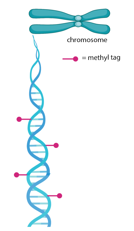 DNA methylation