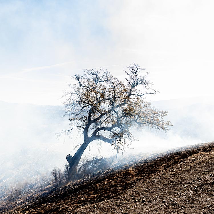An oak emerges from the smoke as the fire dies down.