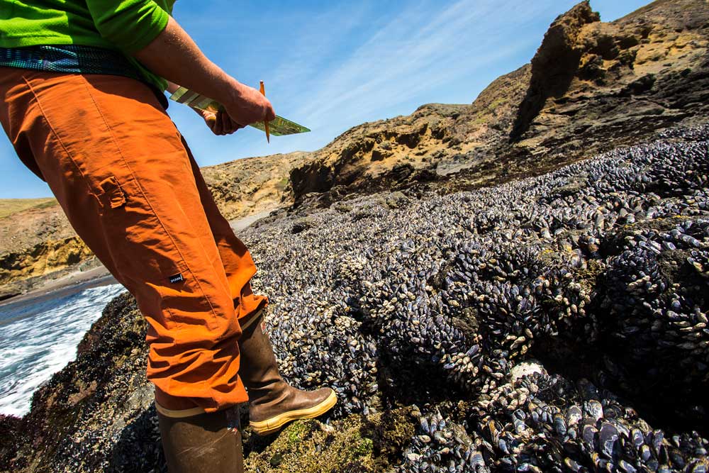 mussels at the beach