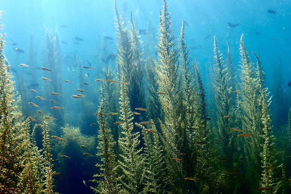 underwater ocean with kelp