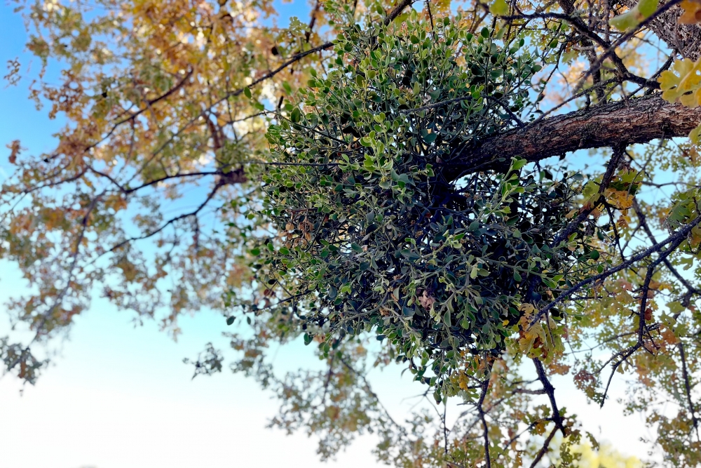Phoradendron mistletoe