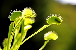 Light shines through the leaves of a venus flytrap, revealing a captured insect