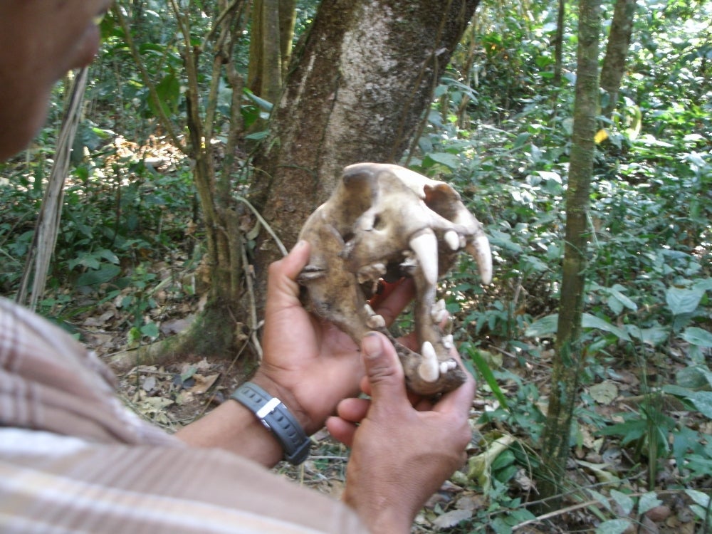 Tsimane hunters