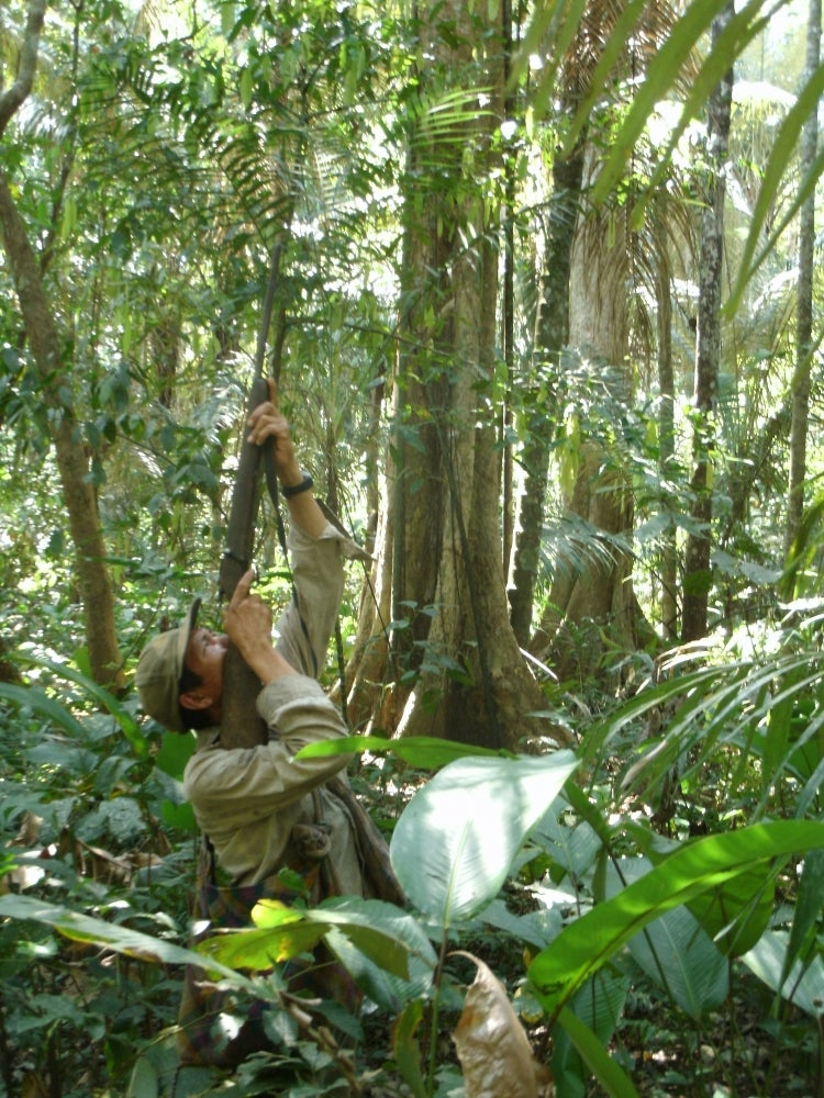 Tsimane hunters