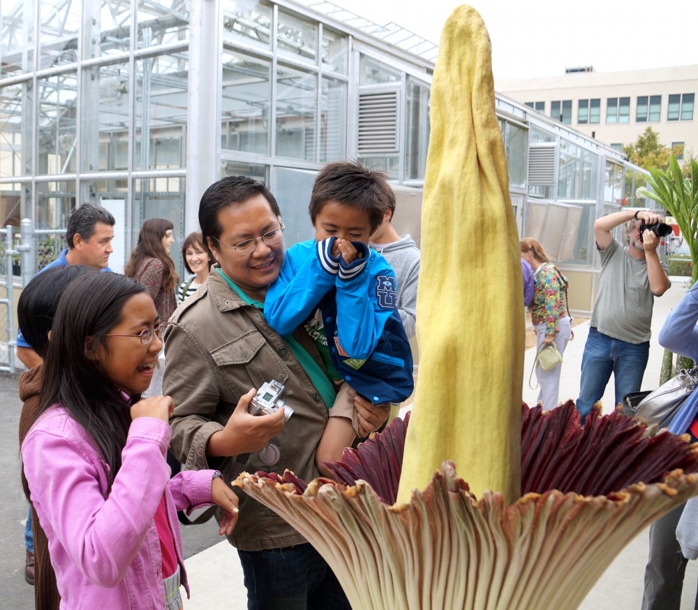 Corpse Flower Blooms and Causes a Big Stink | The Current