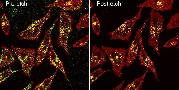 cancer cells group