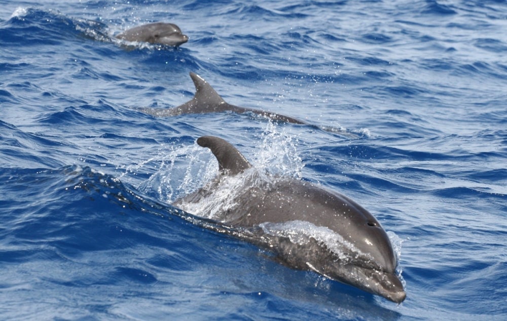 bottlenose dolphin eating