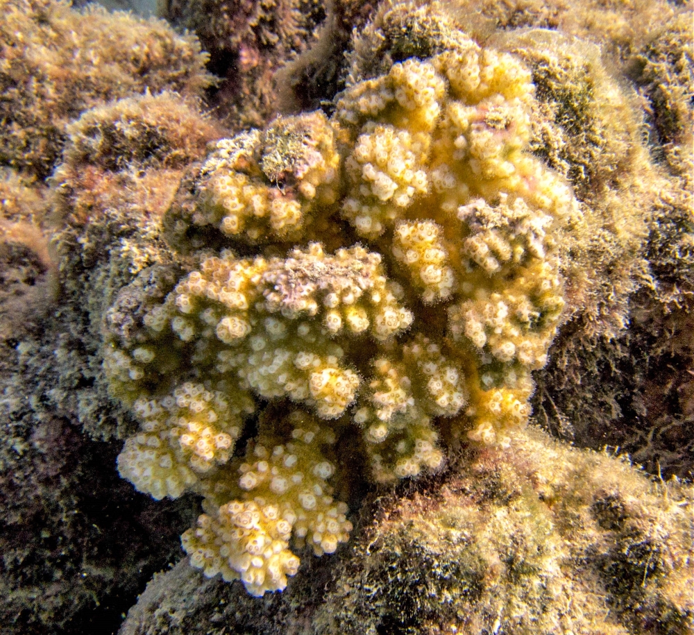 Coral Specimen Nautical Sea Creature Old Collection of Curiosities Bea –  Nick Haus