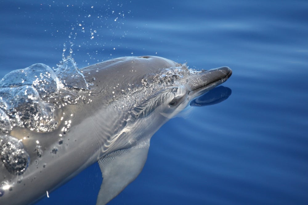 Bottlenose Dolphin Food Chain