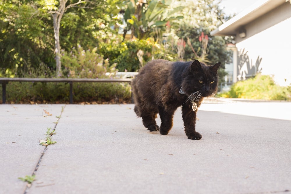 https://news.ucsb.edu/sites/default/files/slideshow_images/2019/UC-Santa-Barbara-perko_T4A0275-web.jpg