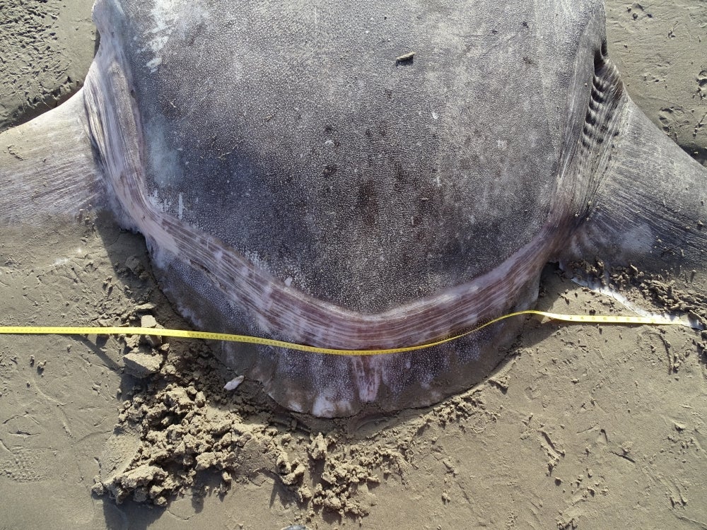 Meet the hoodwinker, the ocean sunfish we misidentified for years