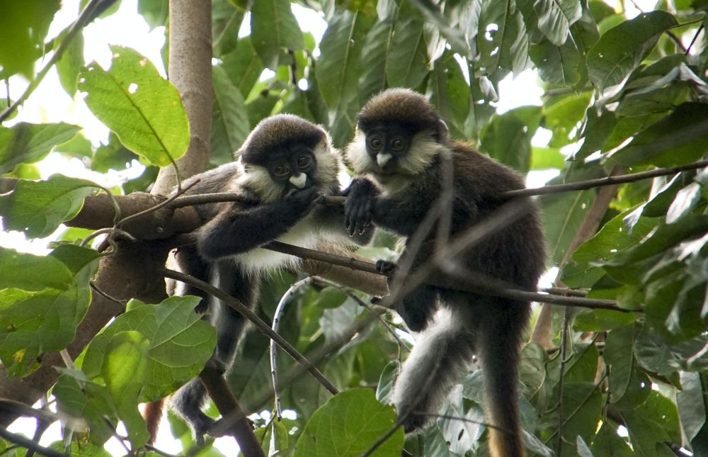 turaco juveniles