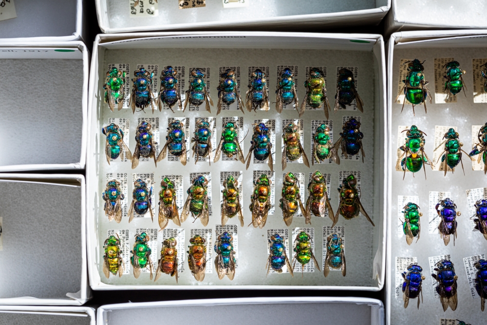 Bee specimens mounted in a box next to other boxes at California Academy of Sciences