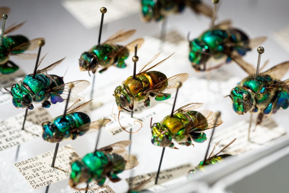 Bees mounted and tagged from collection at California Academy of Sciences